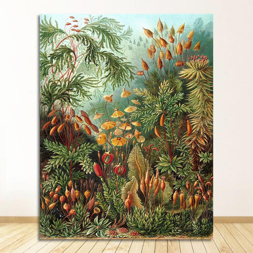 Ernst Haeckel | PLANTS