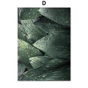 Fresh Green Big Leaves